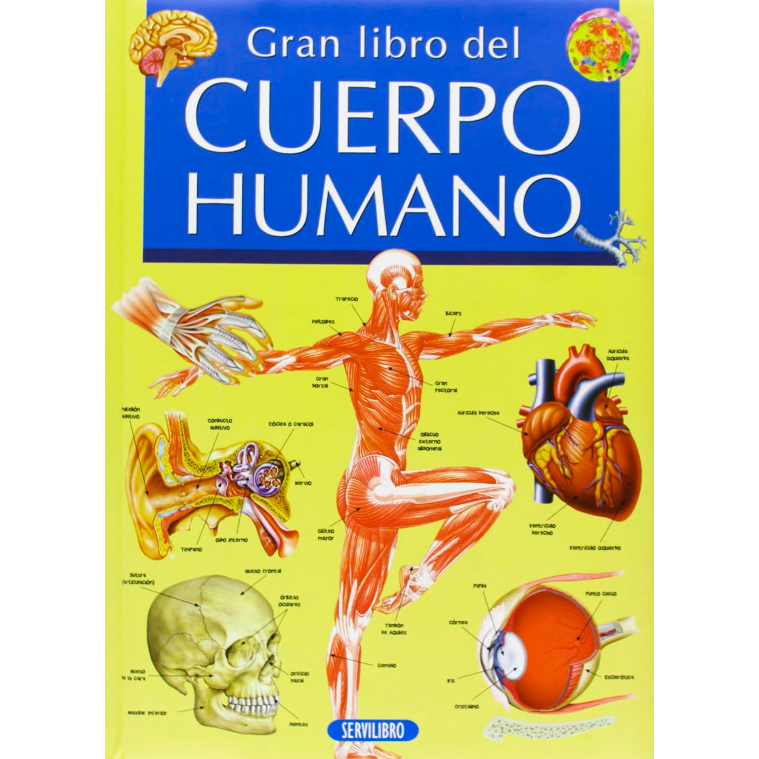 Gran Libro Del Cuerpo Humano Susaeta Libro x 1 GRAN LIBRO DEL CUERPO HUMANOEn este libro encontrarás información fascinante, interesantes actividades y sorprendentes ilustraciones que podrás utilizar tanto para tus trabajos escolares como por simp